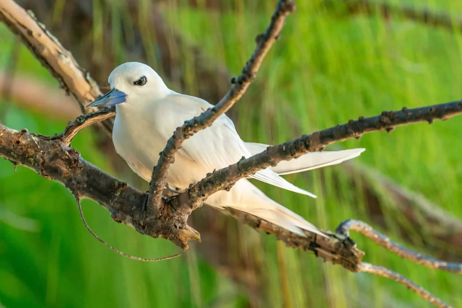 Visiting the bird motu to watch white terns