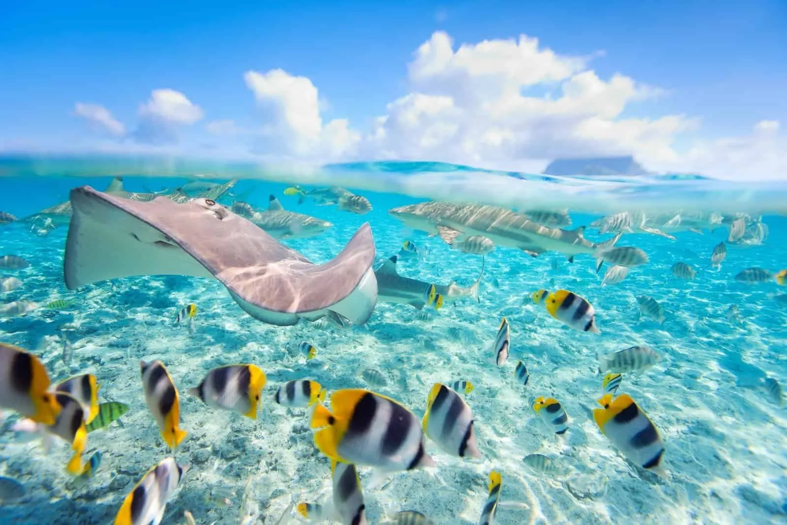 Snorkelling or diving at the Tuheiava pass