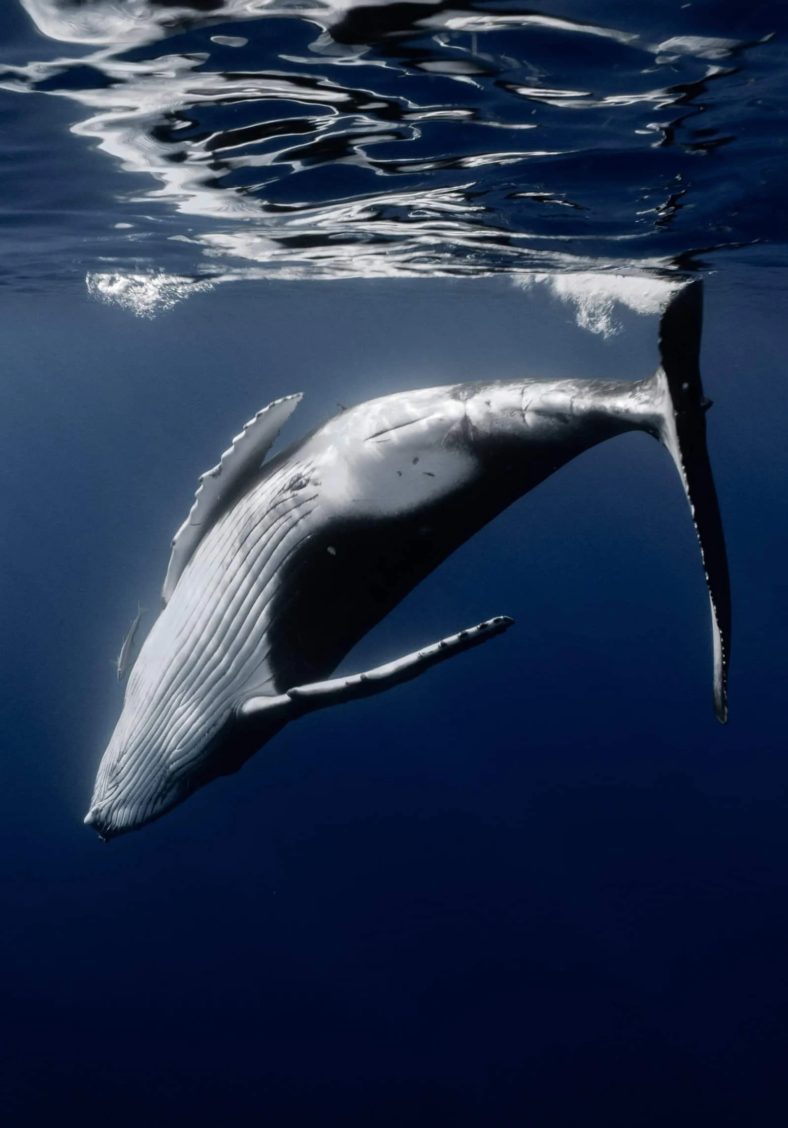 ©Mégane SALMON / ©Tahiti Tourisme