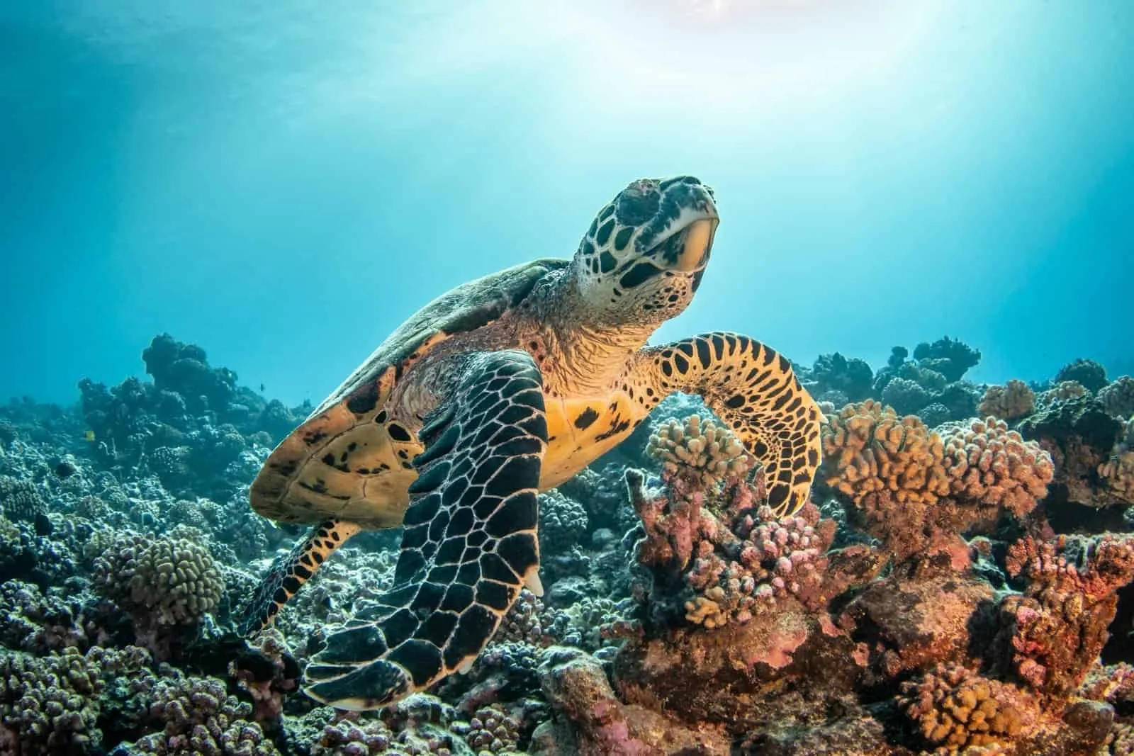 ©Bernard Beaussier / ©Tahiti Tourisme