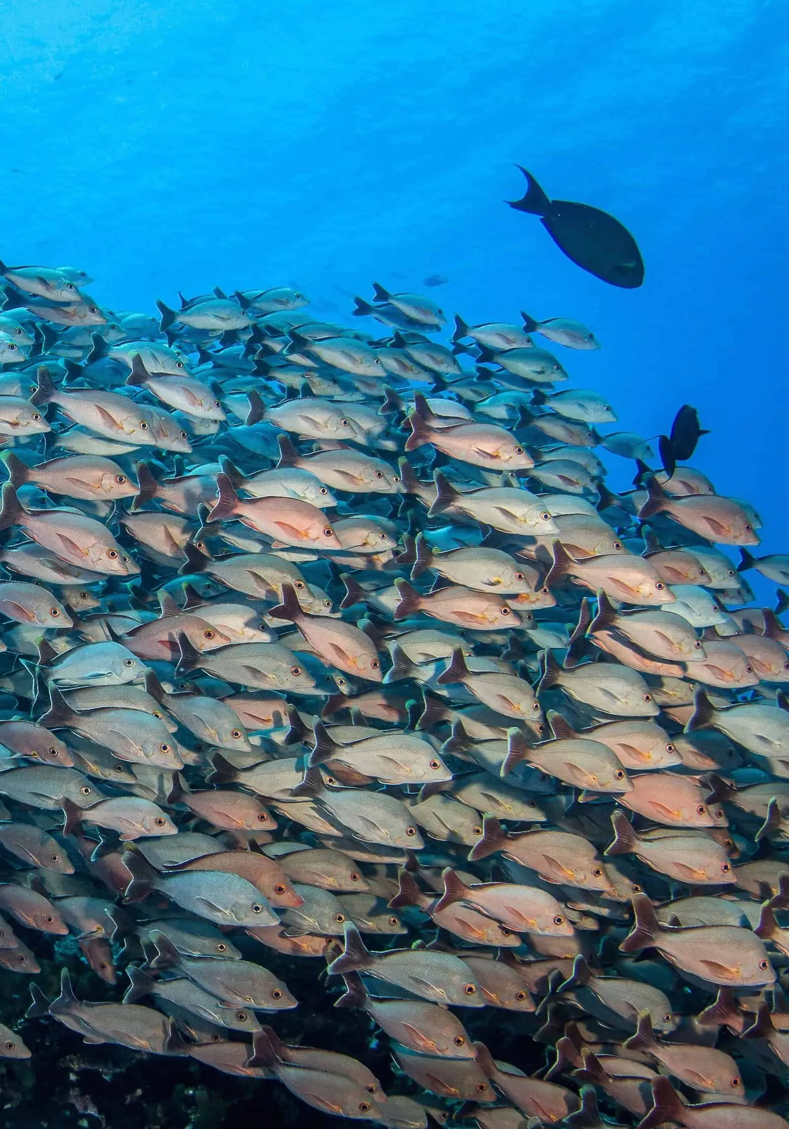 ©Bernard Beaussier / ©Tahiti Tourisme