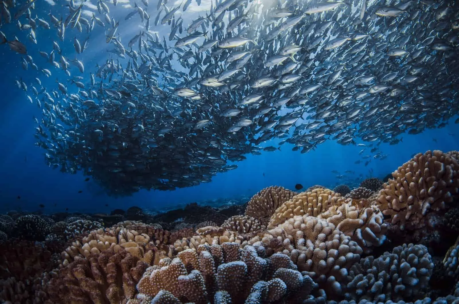 ©Frédérique Legrand / ©Tahiti Tourisme