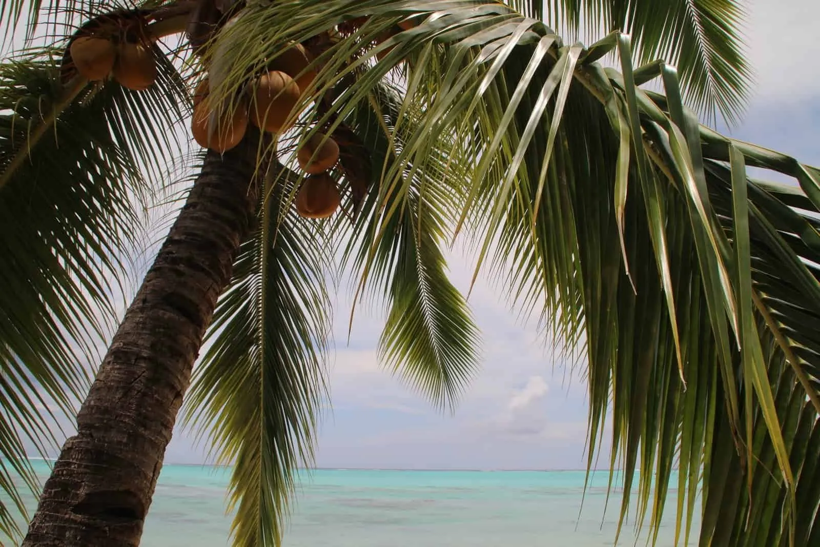 Coconut palm leaning over the turquoise lagoon, clusters of nuts beneath the fronds