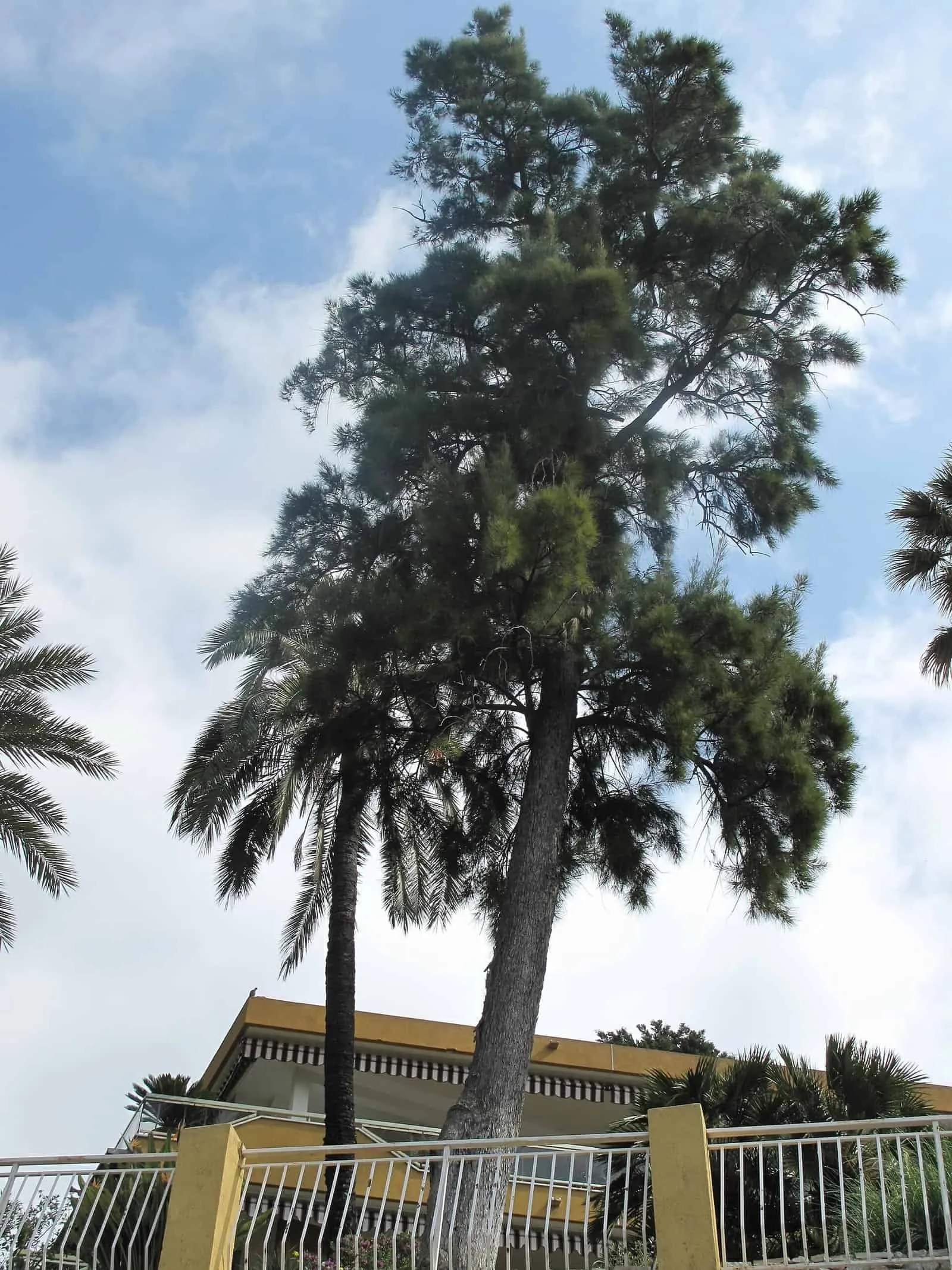 Silhouette of an aito, or ironwood, with fine drooping branchlets