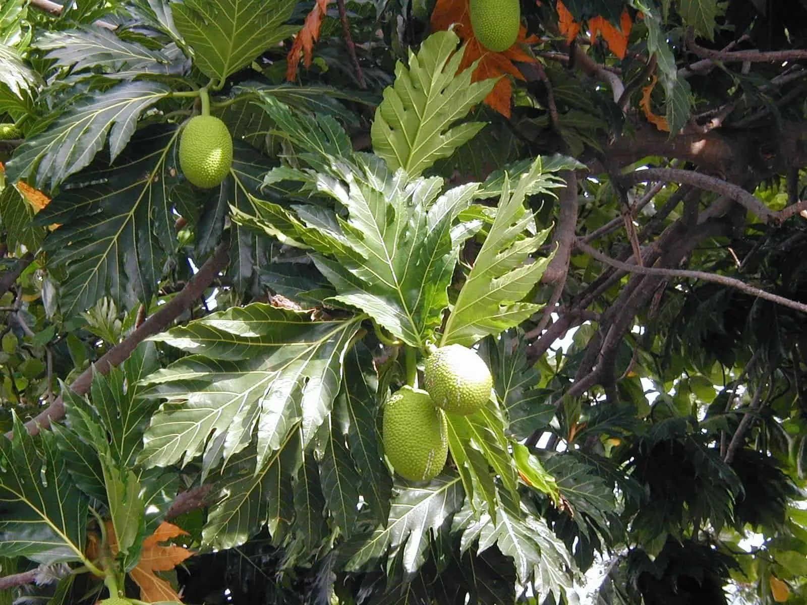 Lobed leaves and green fruit of the uru (breadfruit) hanging from the branches