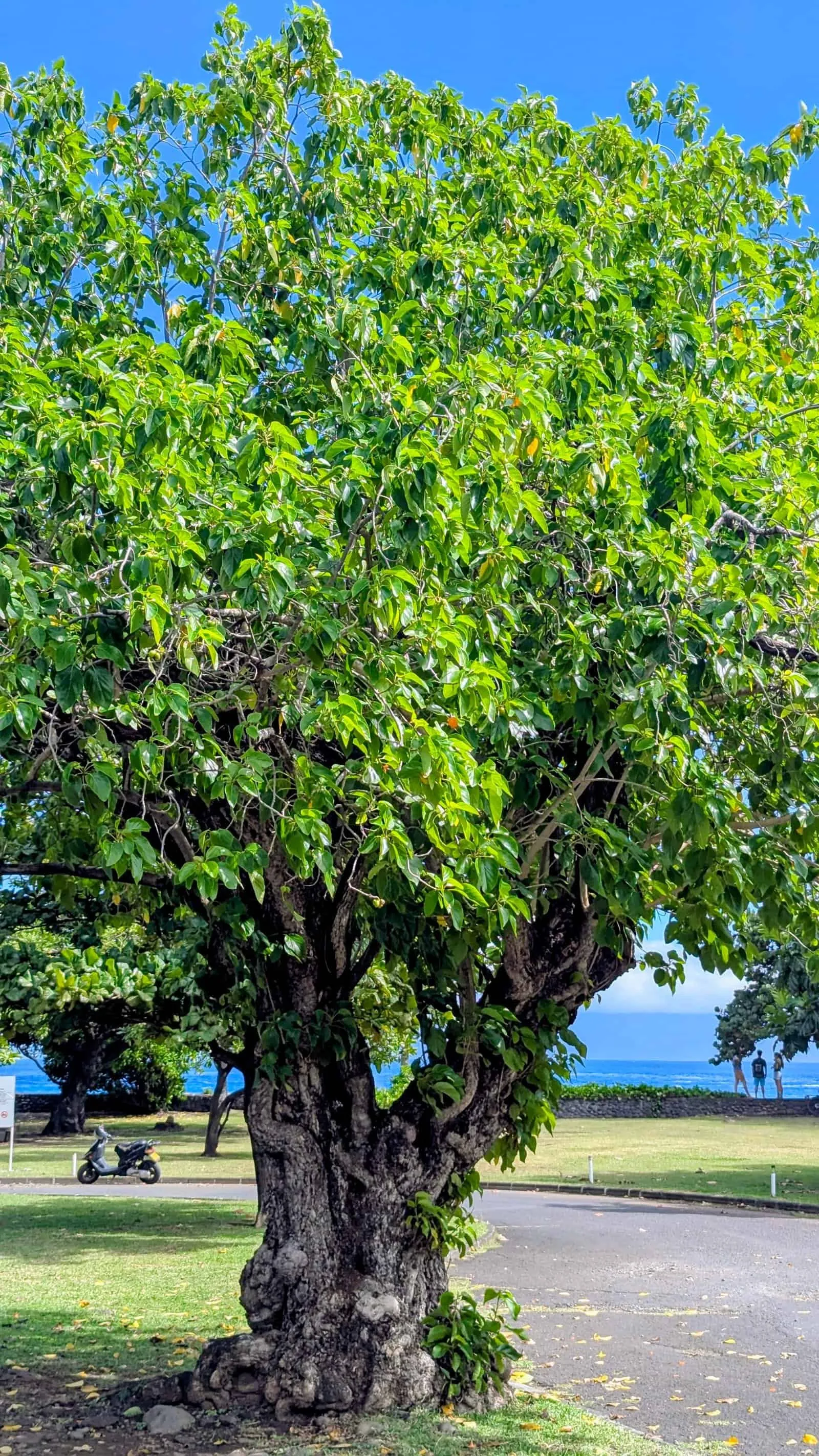 Miro (Thespesia populnea), a gnarled-trunked tree by the lagoon in Tahiti
