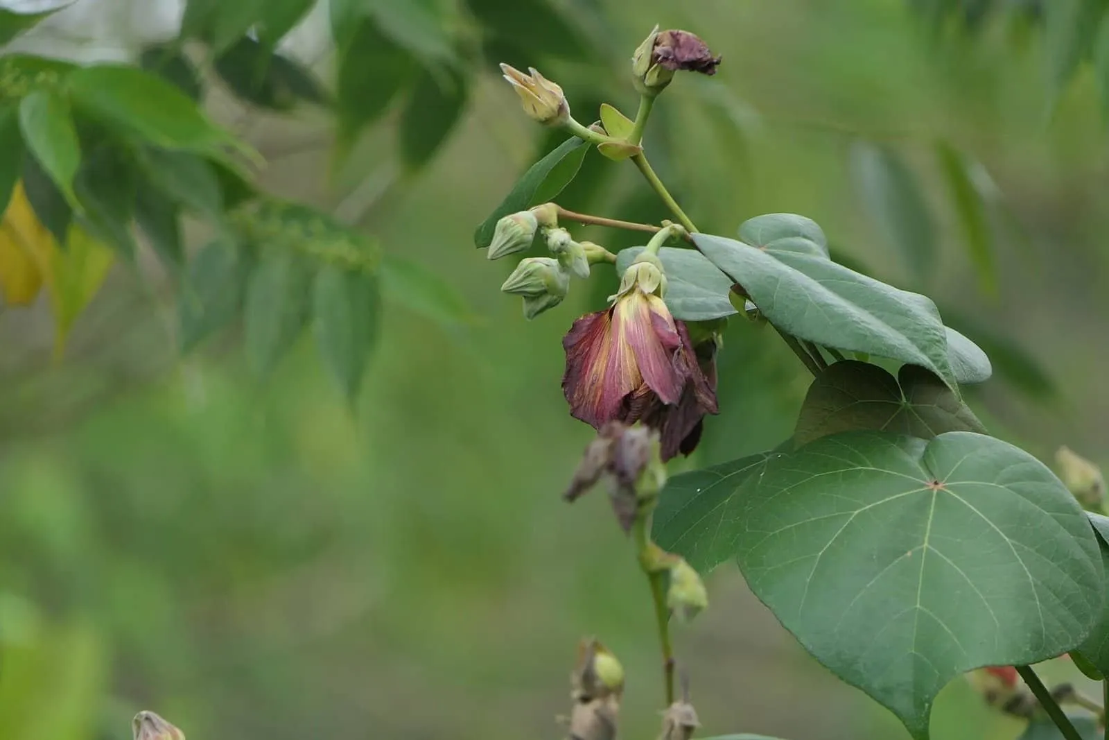 Yellow purau flower and its heart-shaped foliage