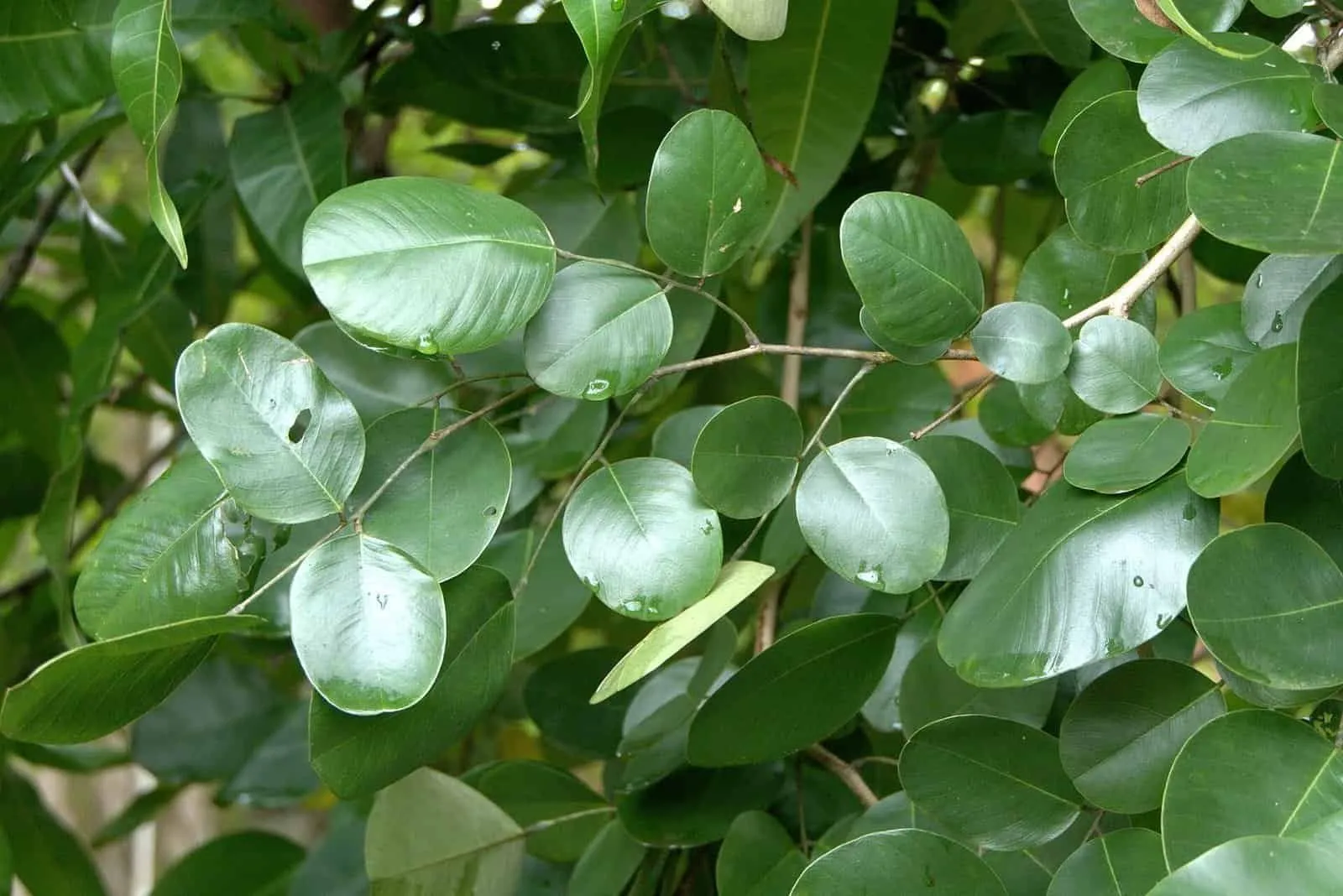 Thick, glossy foliage of the tamanu