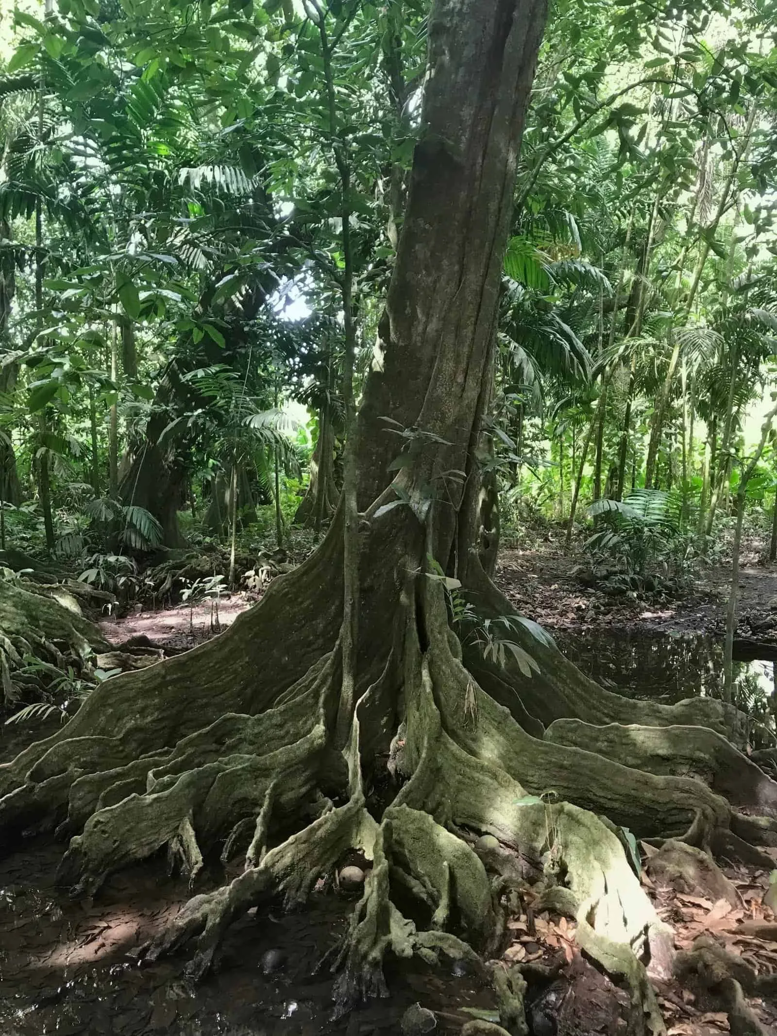 Fluted buttress roots of a mape spreading across a wet valley floor