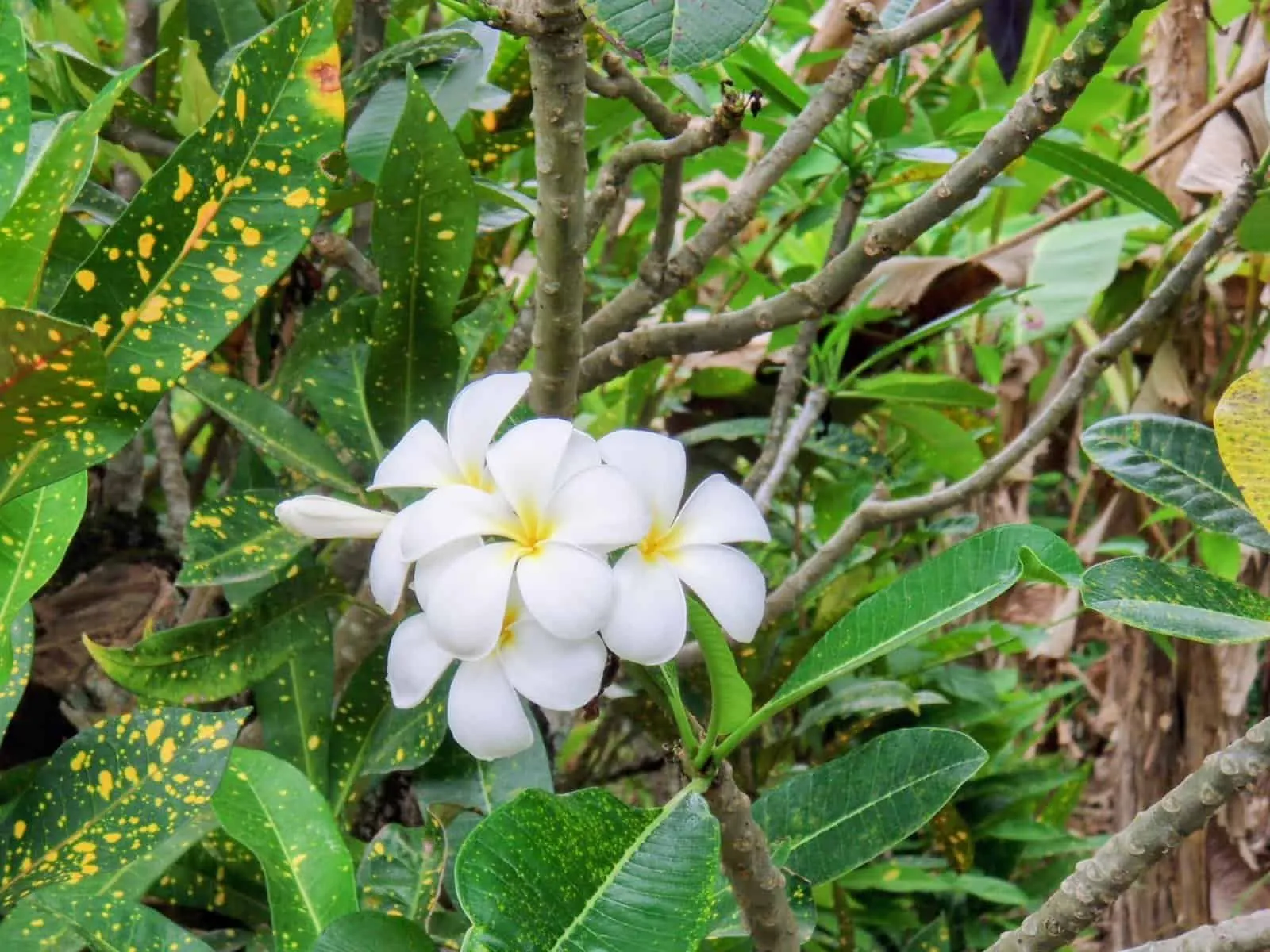 Cluster of white tipanie (frangipani) flowers with yellow centers on grey branches
