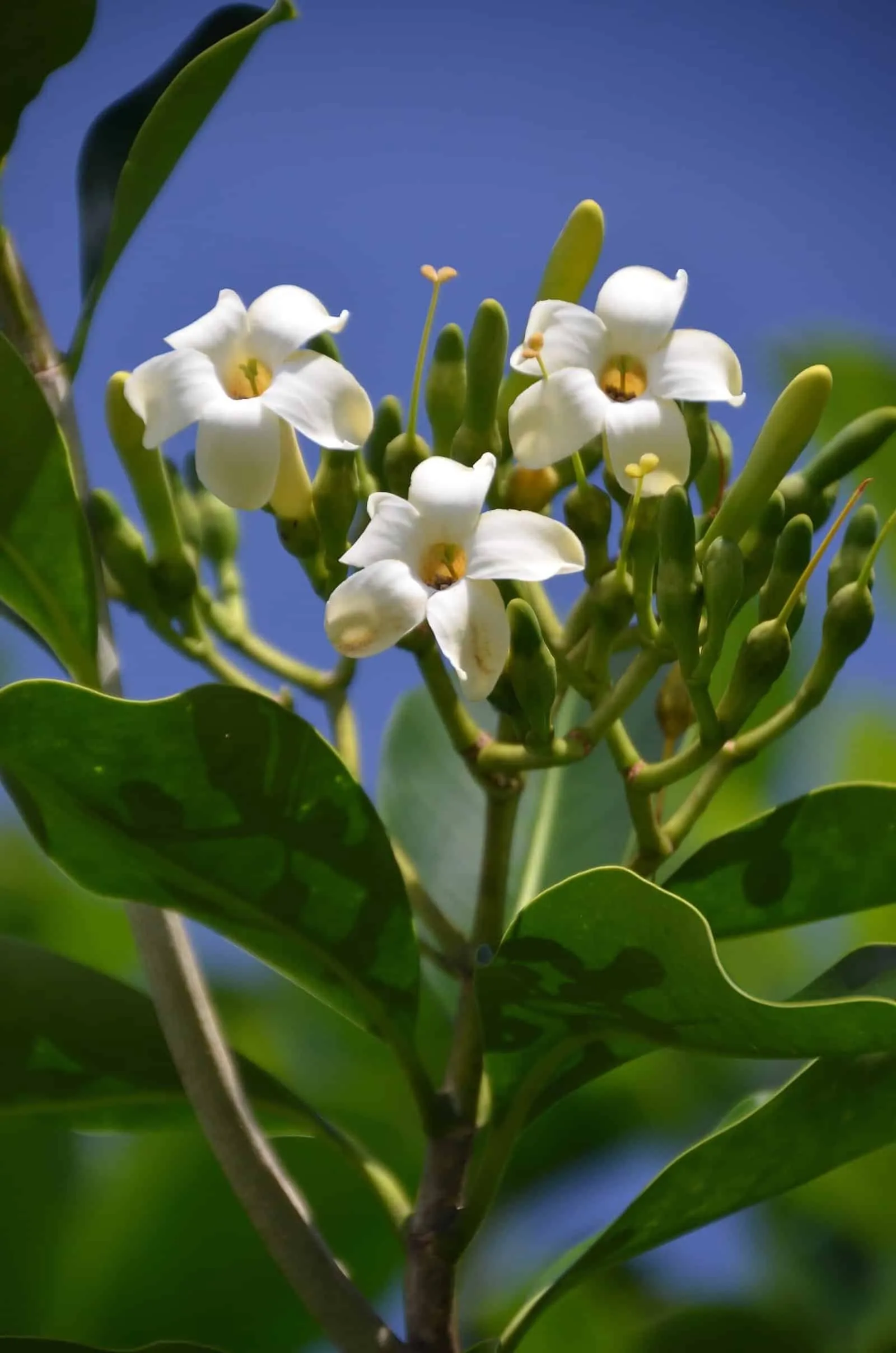 White pua flowers with an orange throat, against a blue sky