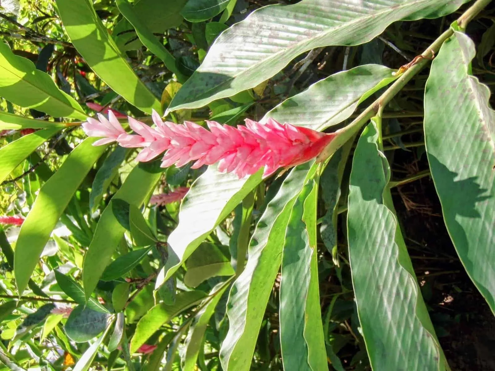 Pink bract spike of the opuhi (red ginger) on its leafy stem