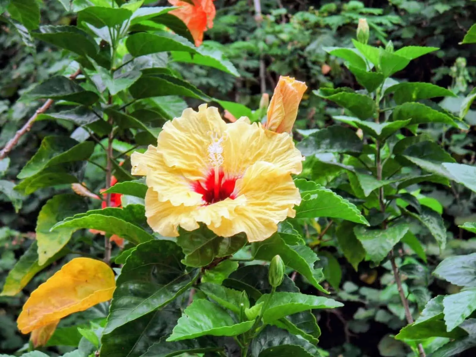 Yellow ’aute (hibiscus) flower with a red heart and a long protruding staminal column