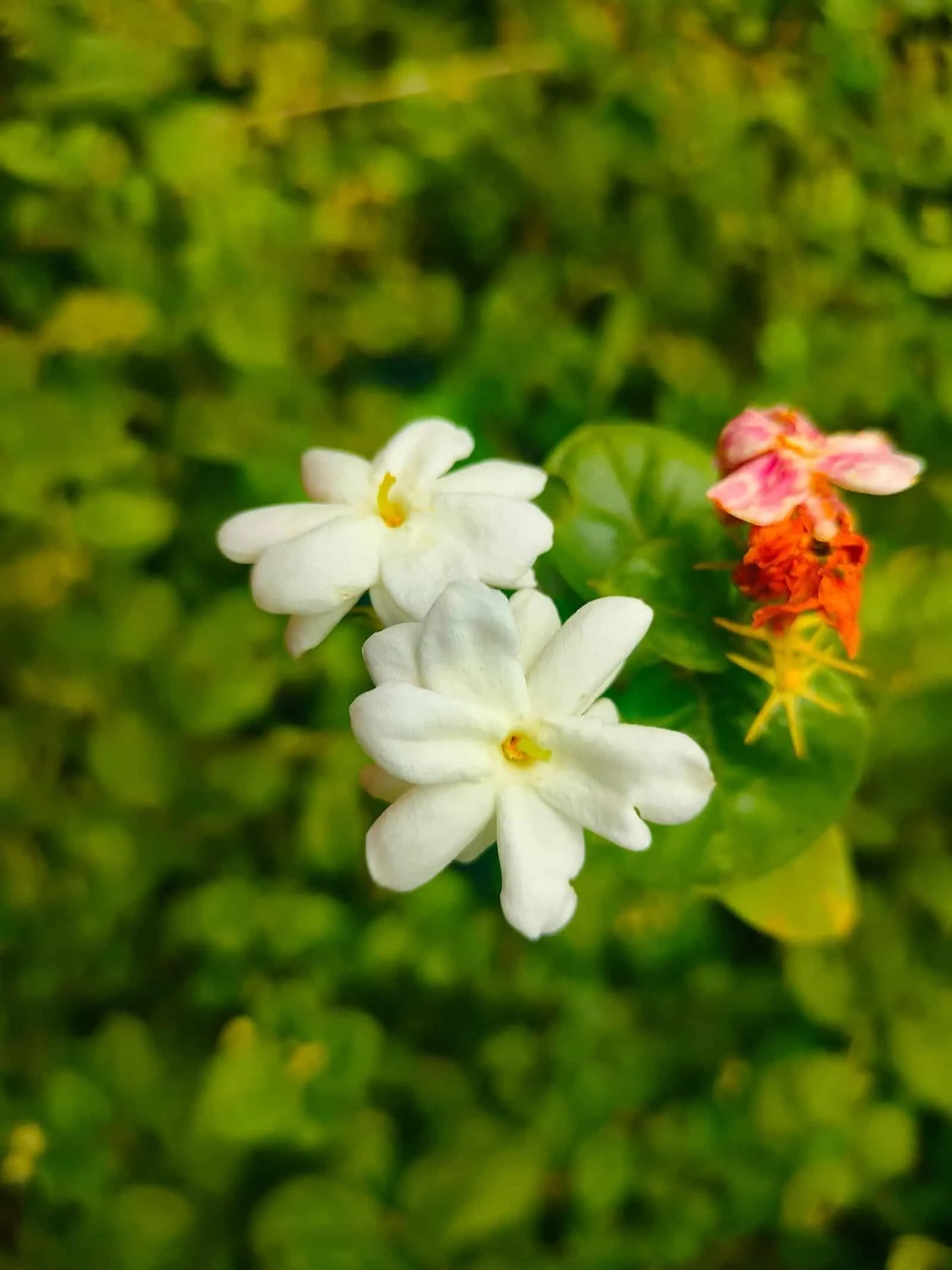 Small white Arabian jasmine flowers and dark green foliage