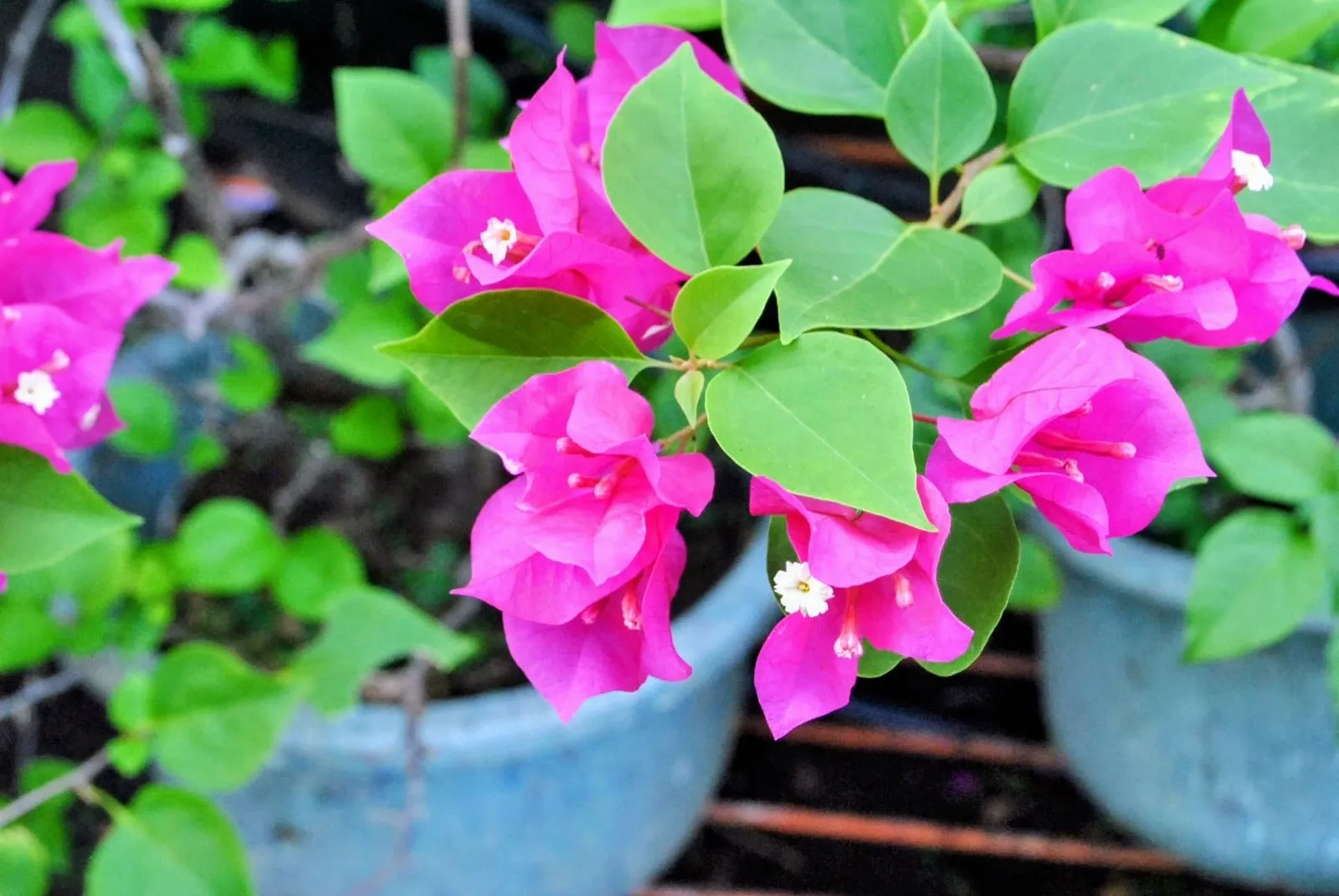 Bright pink bougainvillea bracts with the tiny true white flowers at their center