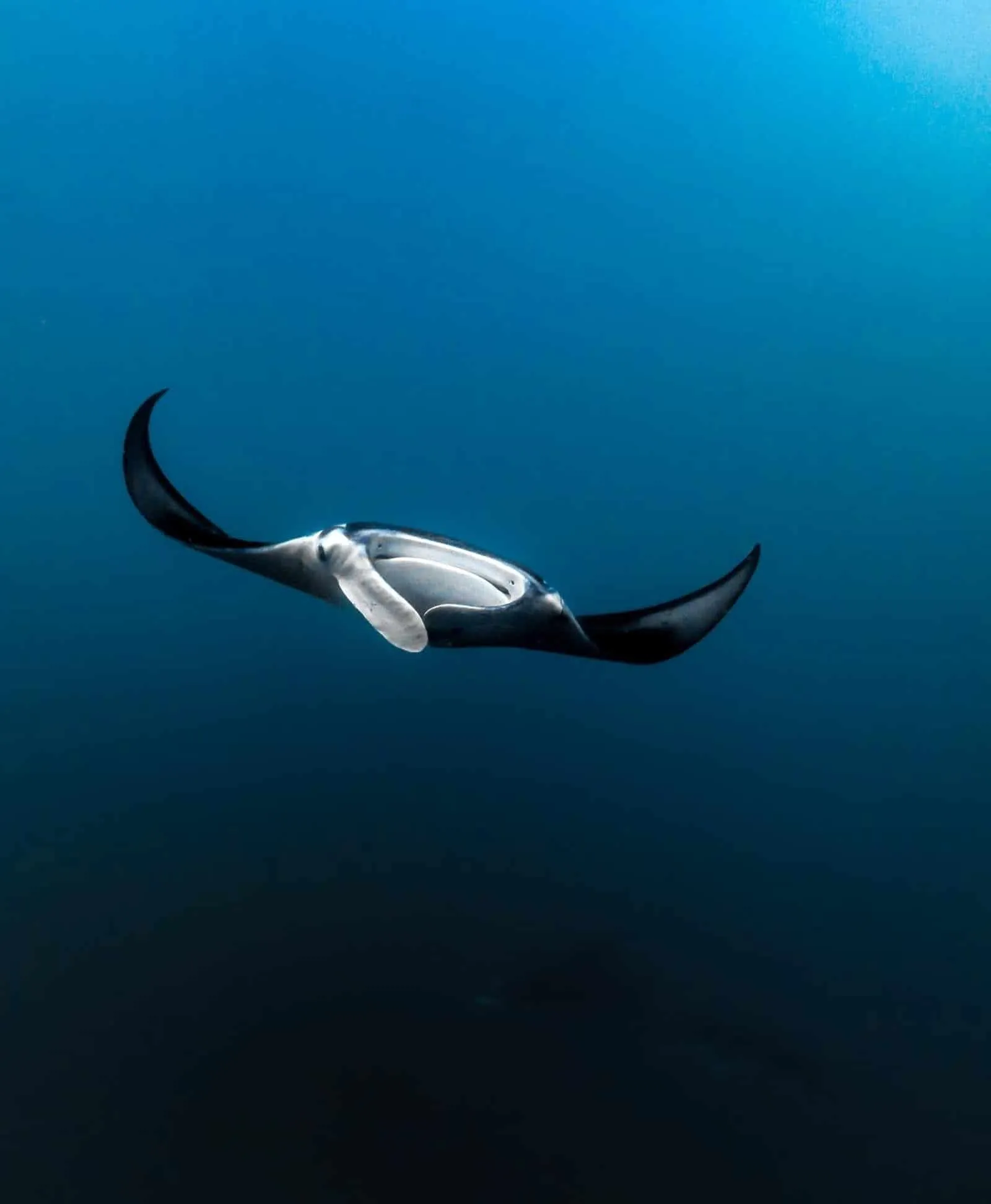 Marquise diving