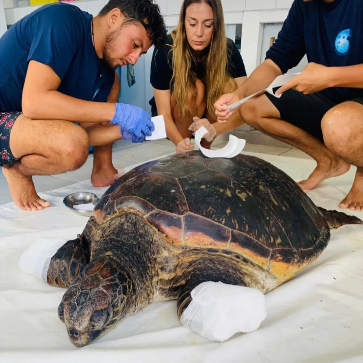 tortue