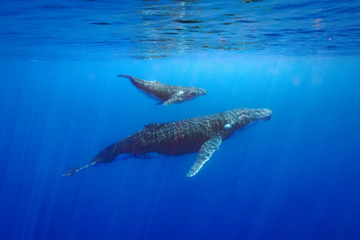 Shared Whale Watching Tour - 5 Hours 1