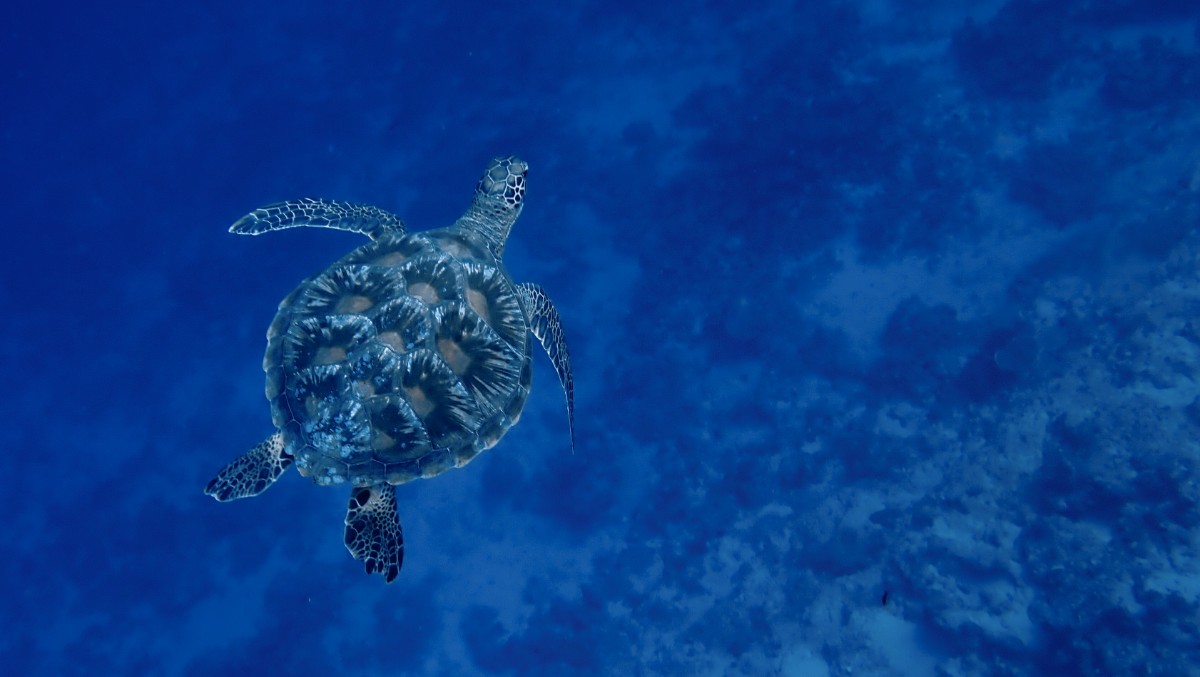 Lagoon excursion and snorkeling, just you and the world in Mara'a lagoon