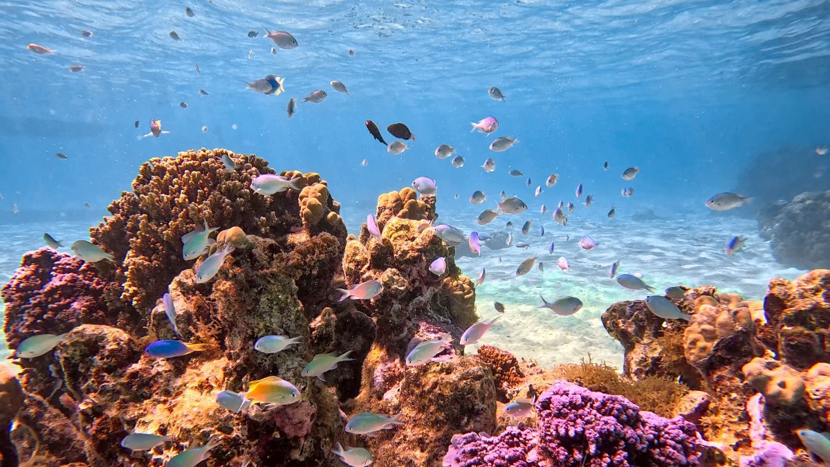 Excursion lagon et snorkeling, seuls au monde dans le lagon de Mara'a 3