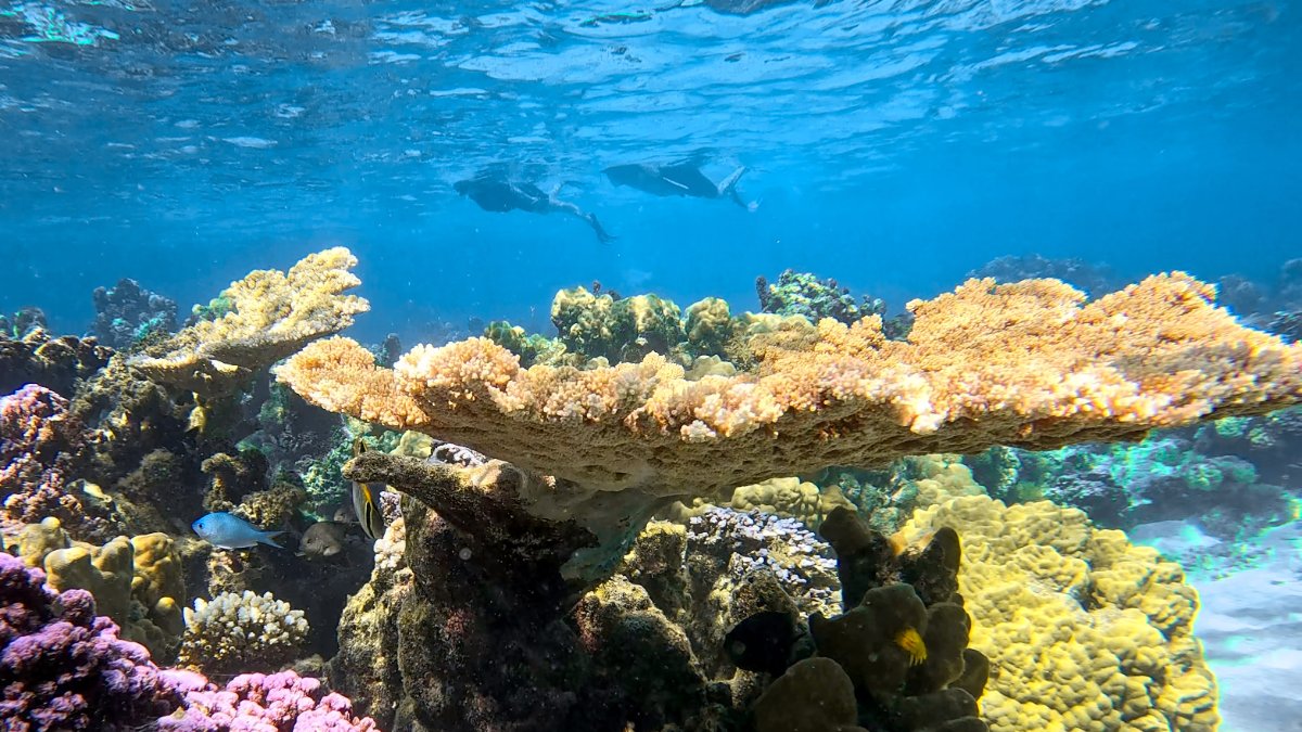 Excursion lagon et snorkeling, seuls au monde dans le lagon de Mara'a 5