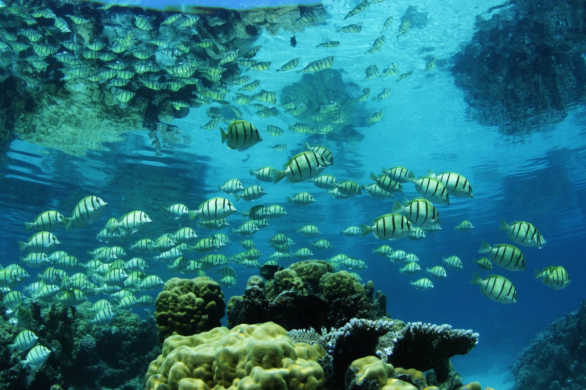 SNORKELING ADVENTURE + FRUITS 4H