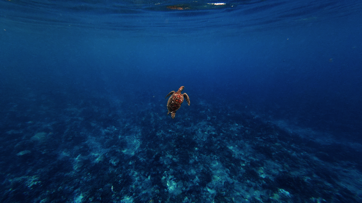 AVENTURE SNORKELING + FRUITS 4H 4