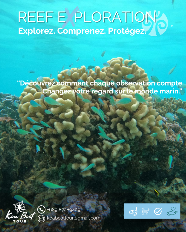 🔬 Reef exploration  4