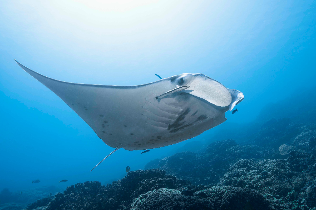 2 morning dives for certified divers in Bora Bora