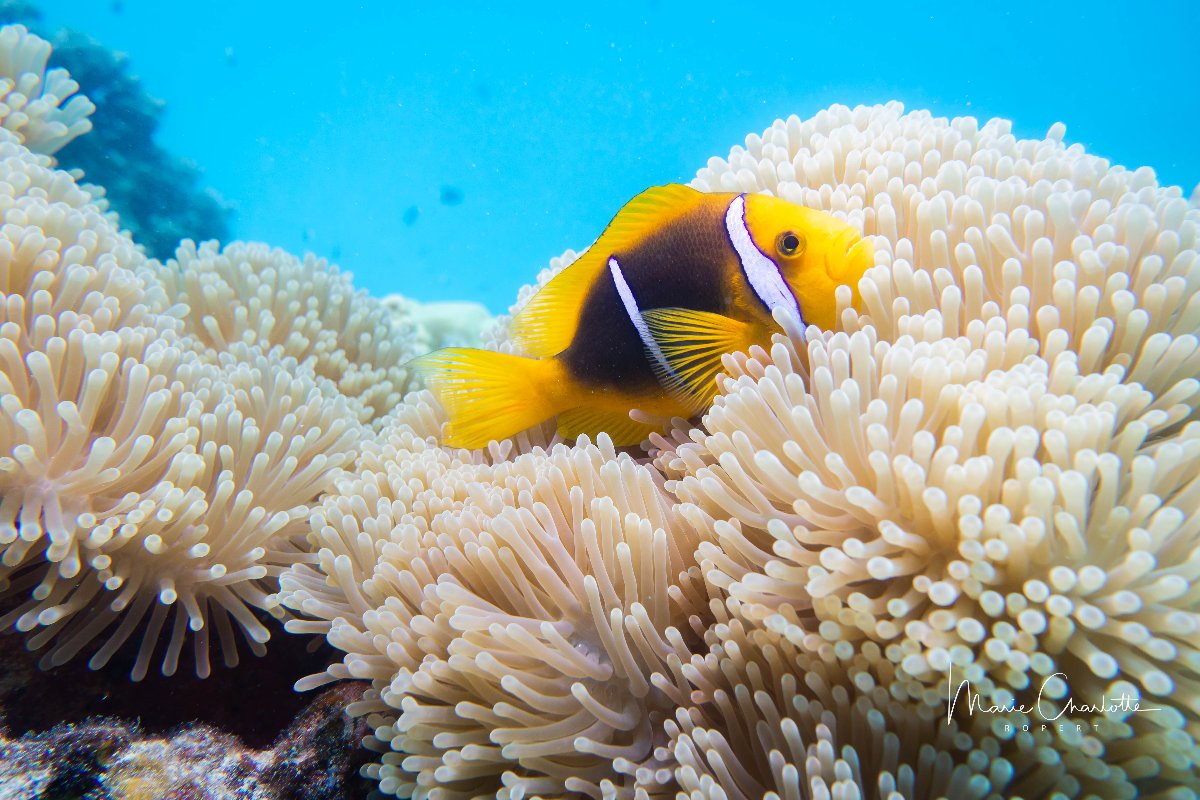 Baptême de plongée sous-marine sur la Perle du Pacifique 2