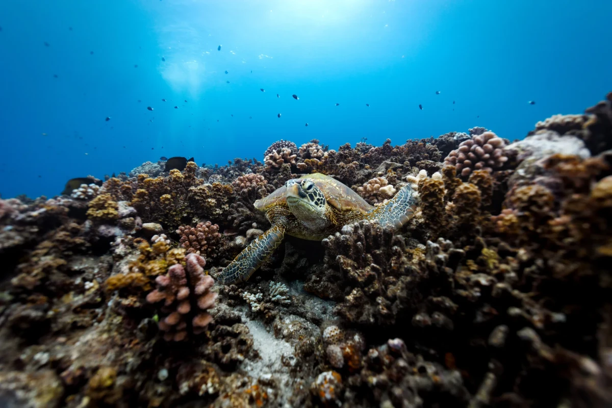 Shared Snorkeling Tour – 2 Hours 1