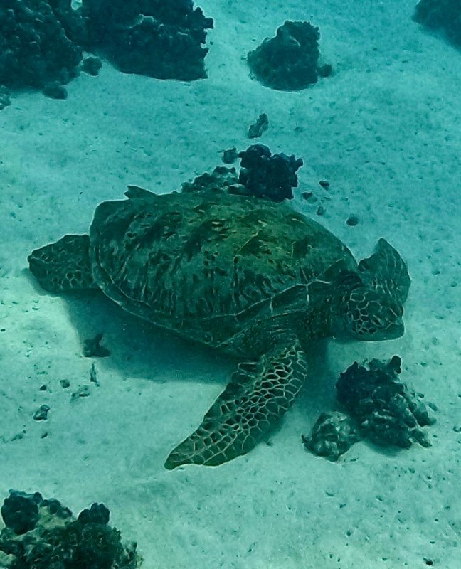 Lagoon Discovery  3