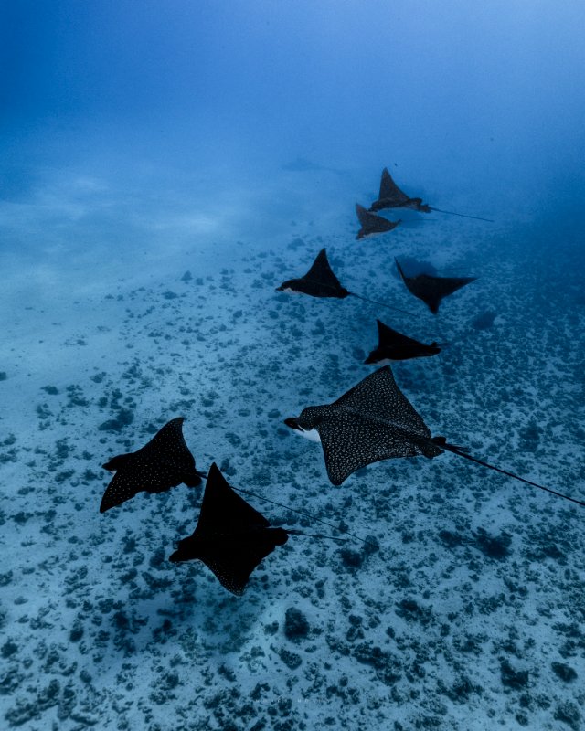 Lagoon Discovery  6