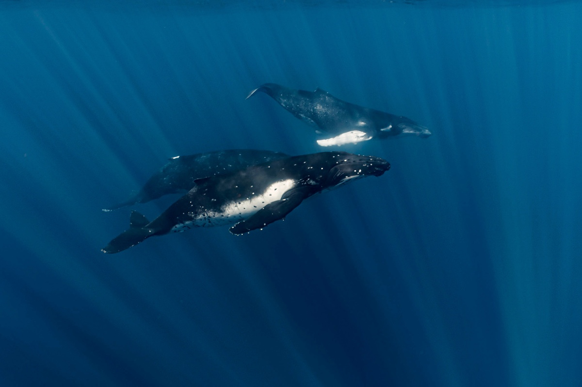 Private Whale Expedition