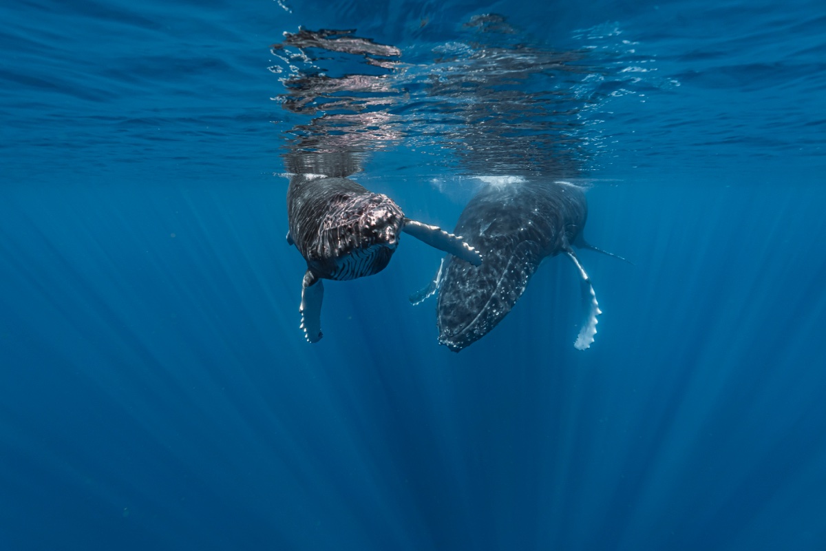 Expedition Baleine Privée 2