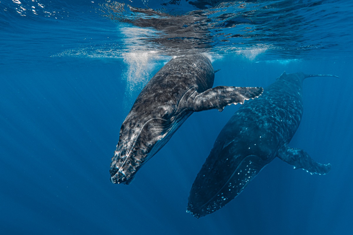 Expedition Baleine Privée 3
