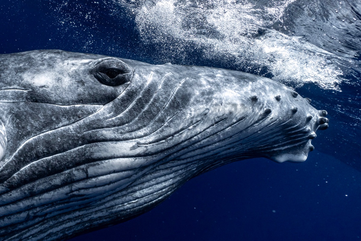 Expedition Baleine Privée 5