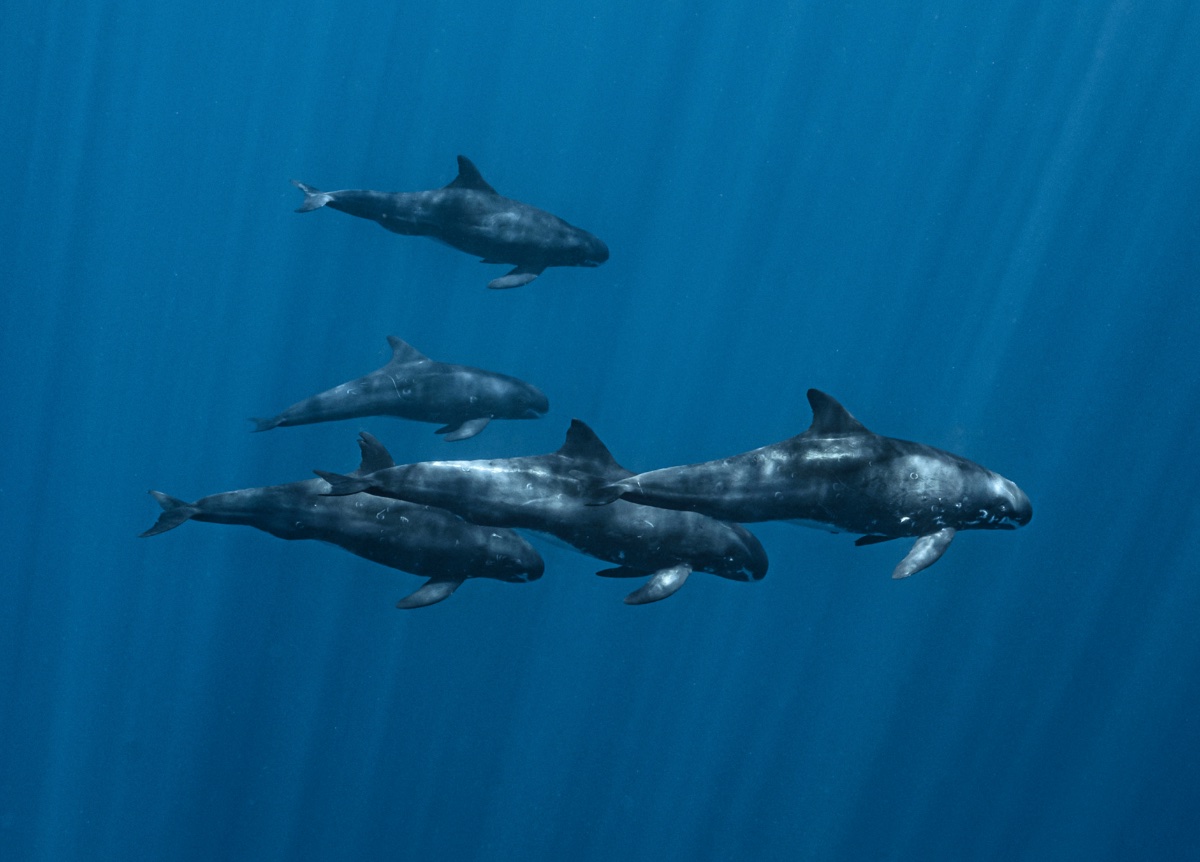Expedition Baleine Privée 6