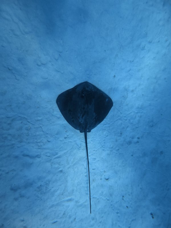 AVENTURE PRIVEE MIX SNORKELING + FISHING + BBQ 6H     5