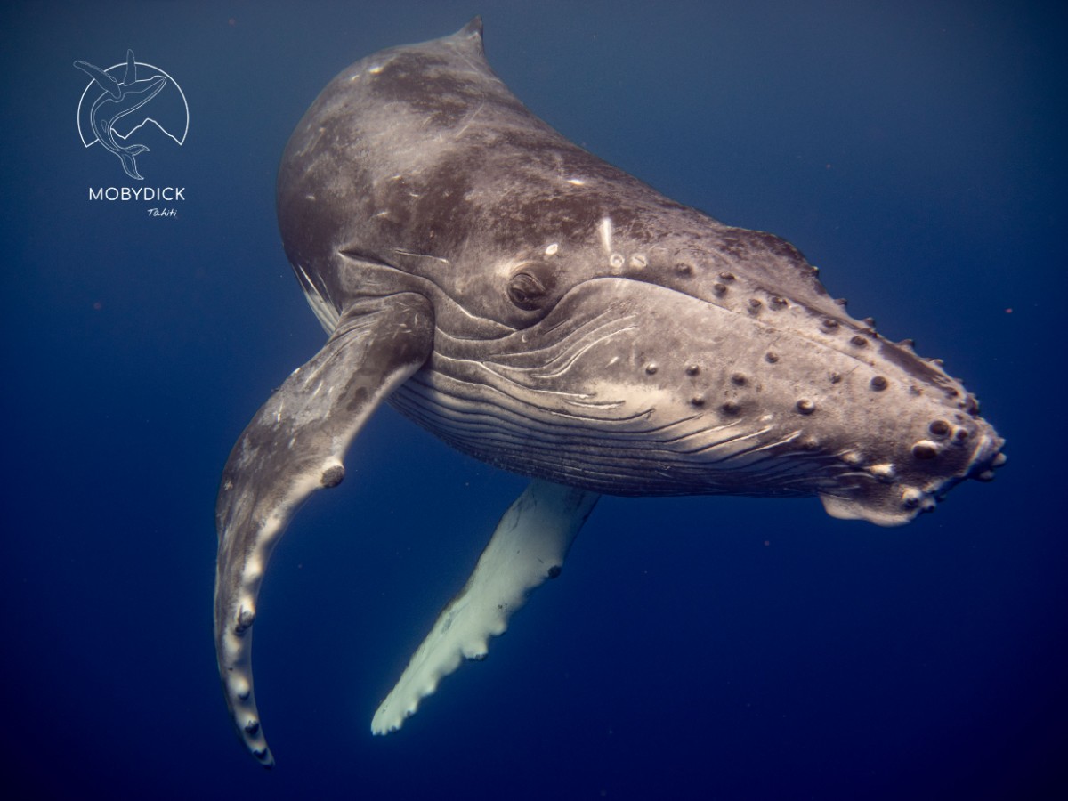 Whale watching outing in Paea and Papara in an uncrowded area