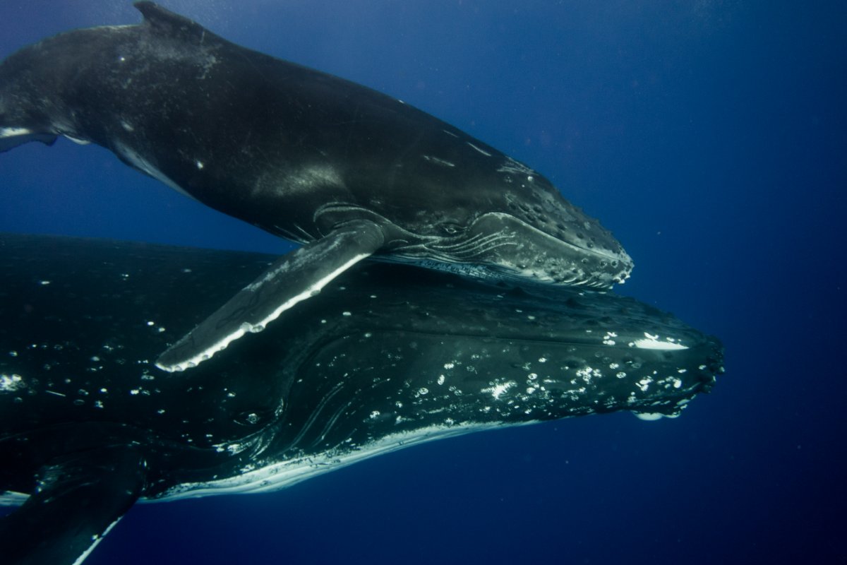 Sortie baleine à Paea et Papara en zone peu fréquentée 3