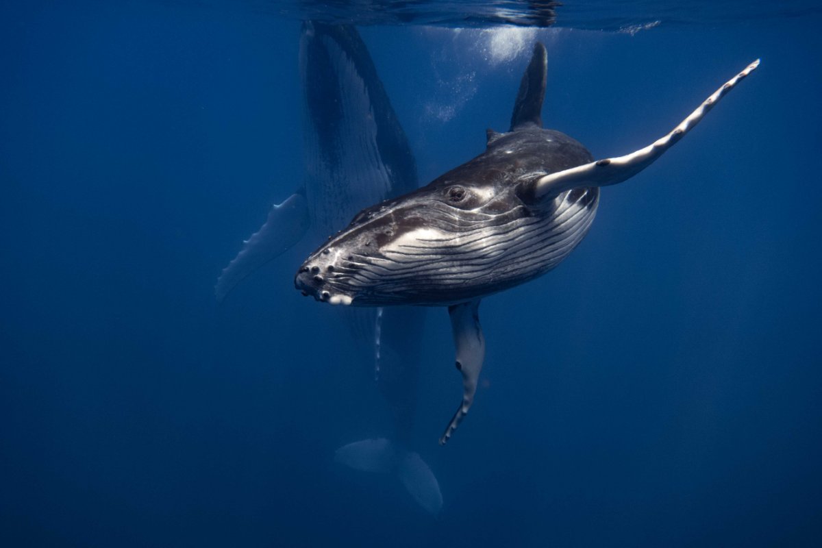 Sortie baleine à Paea et Papara en zone peu fréquentée 4