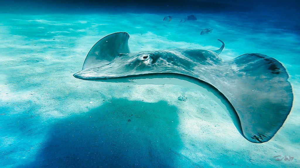 SNORKELING ADVENTURE + BBQ 5H