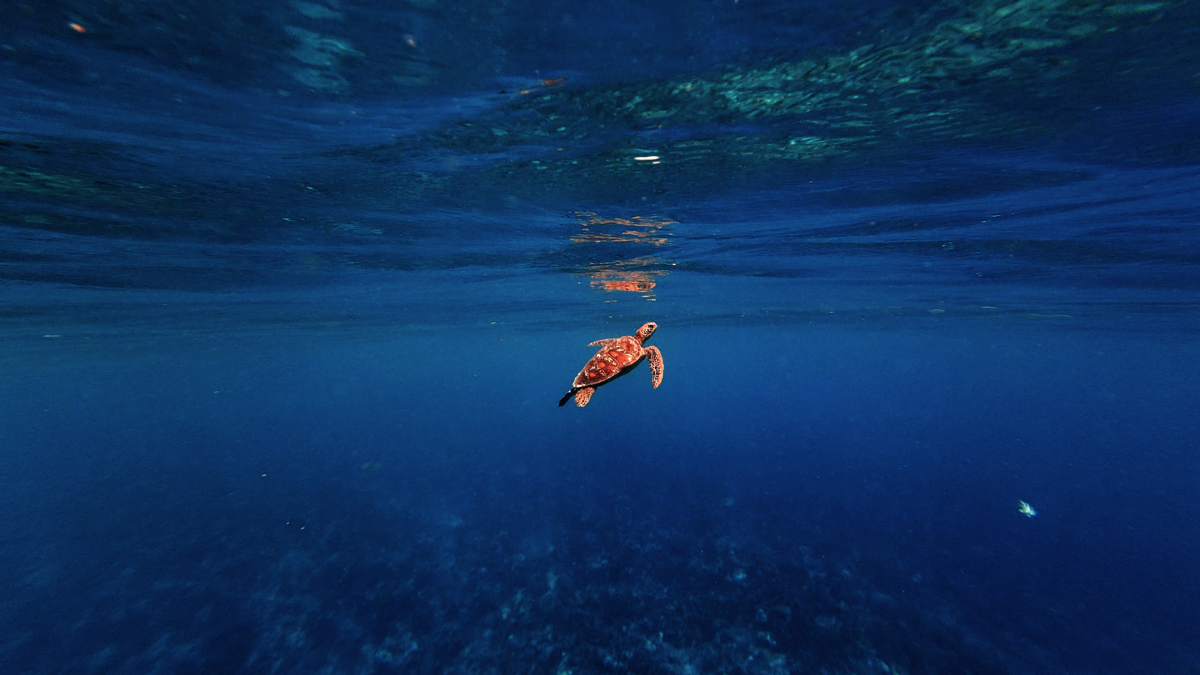 AVENTURE SNORKELING + BBQ 5H 3