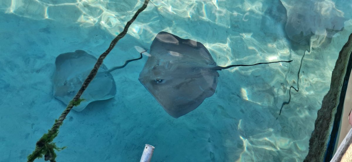 AVENTURE SNORKELING + BBQ 5H 5