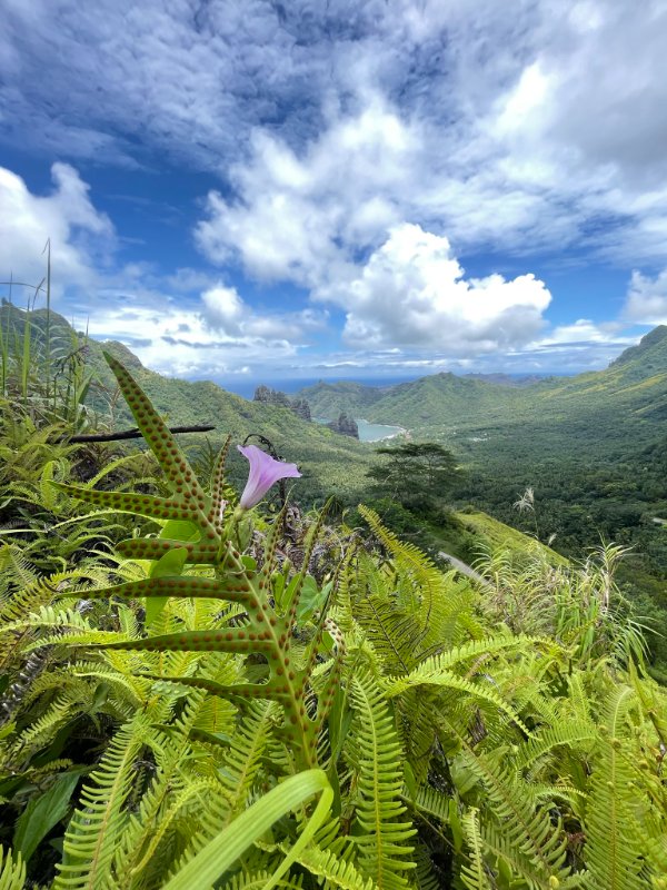 Excursion en 4X4 Safari: les 3 Vallées. TAIPIVAI/HATIHEU/AAKAPA 4